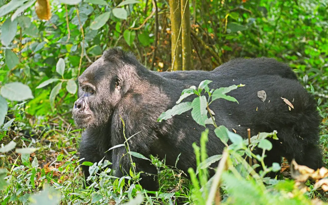 Mountain Gorillas