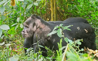 3-Day Rwanda Gorilla Trekking Safari