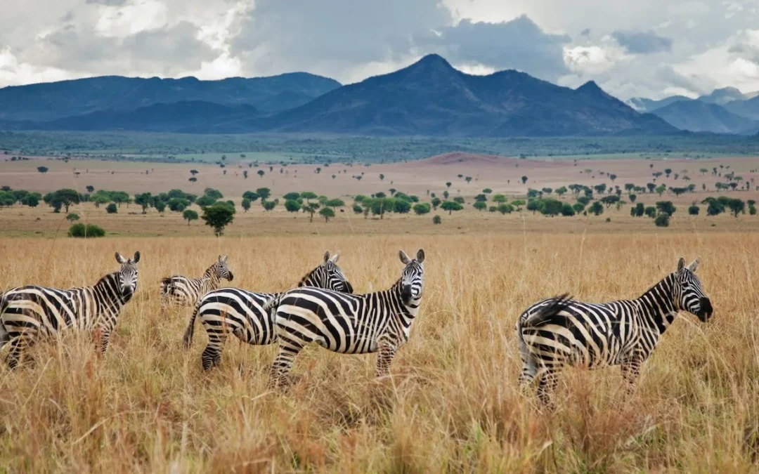 Kidepo Valley National Park
