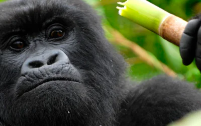 5 Day Uganda & Rwanda Safari