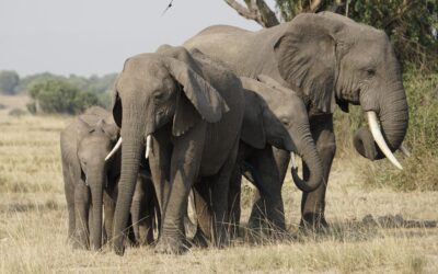 5 Days Gorilla & Wildlife Safari