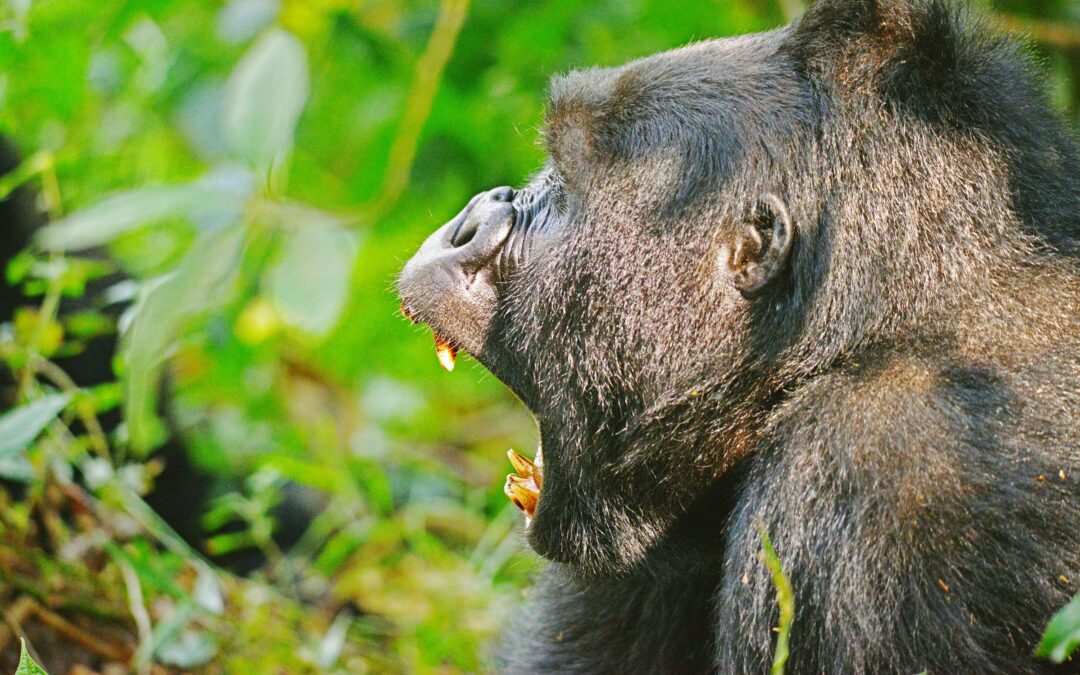 How strong is Mountain Gorillas?