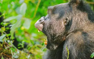 How strong is Mountain Gorillas?