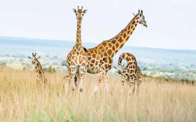 Private African Safari