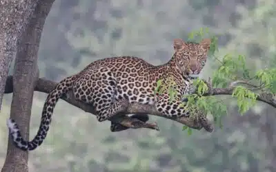 Top Safari Parks