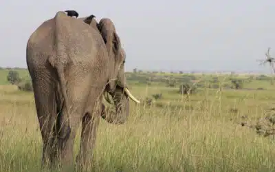 Best African Safari Trips