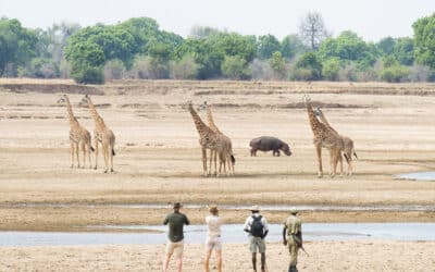 Luangwa National Park Walking Safari