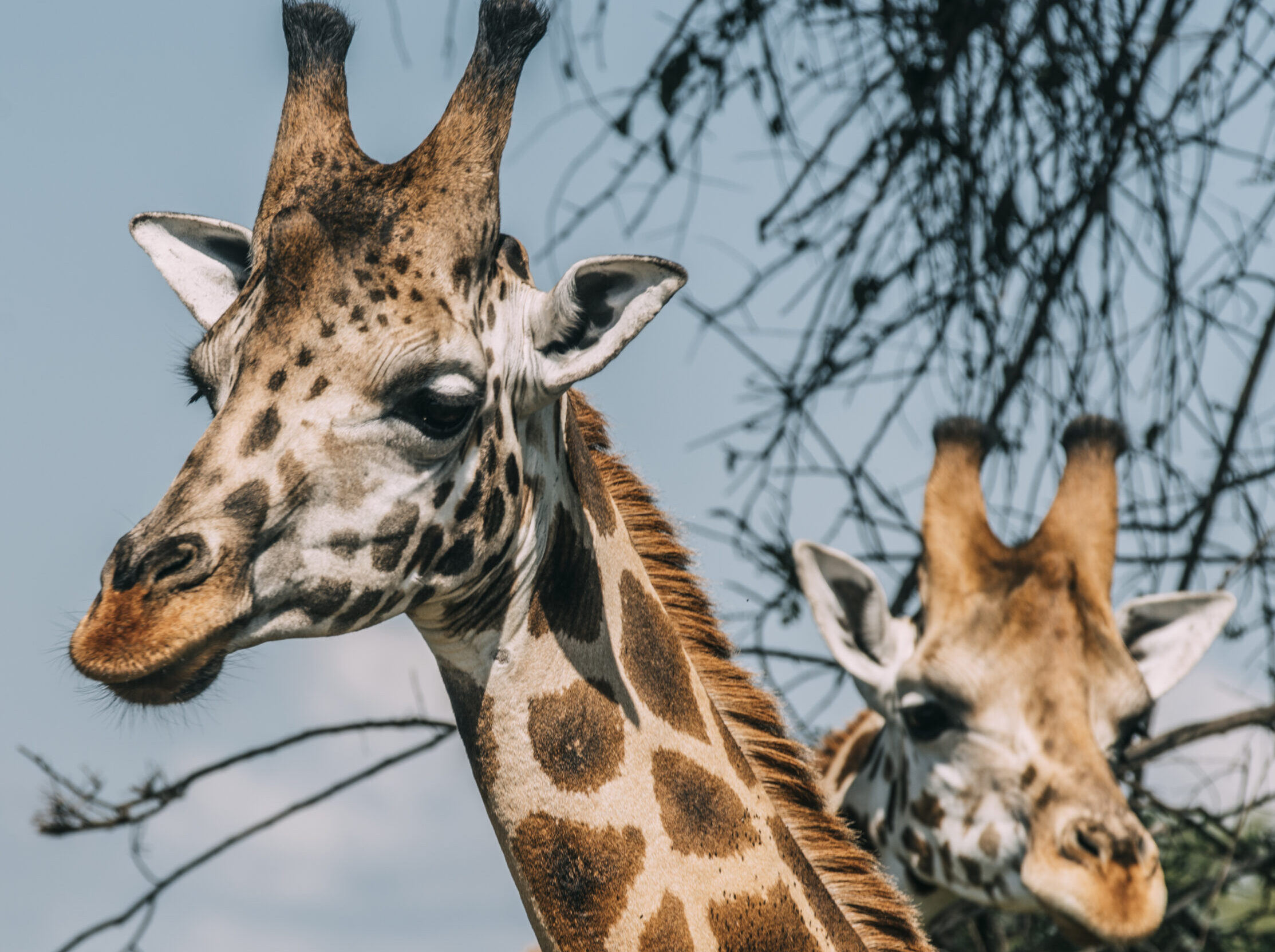 8-Day Wildlife & Gorilla Safari