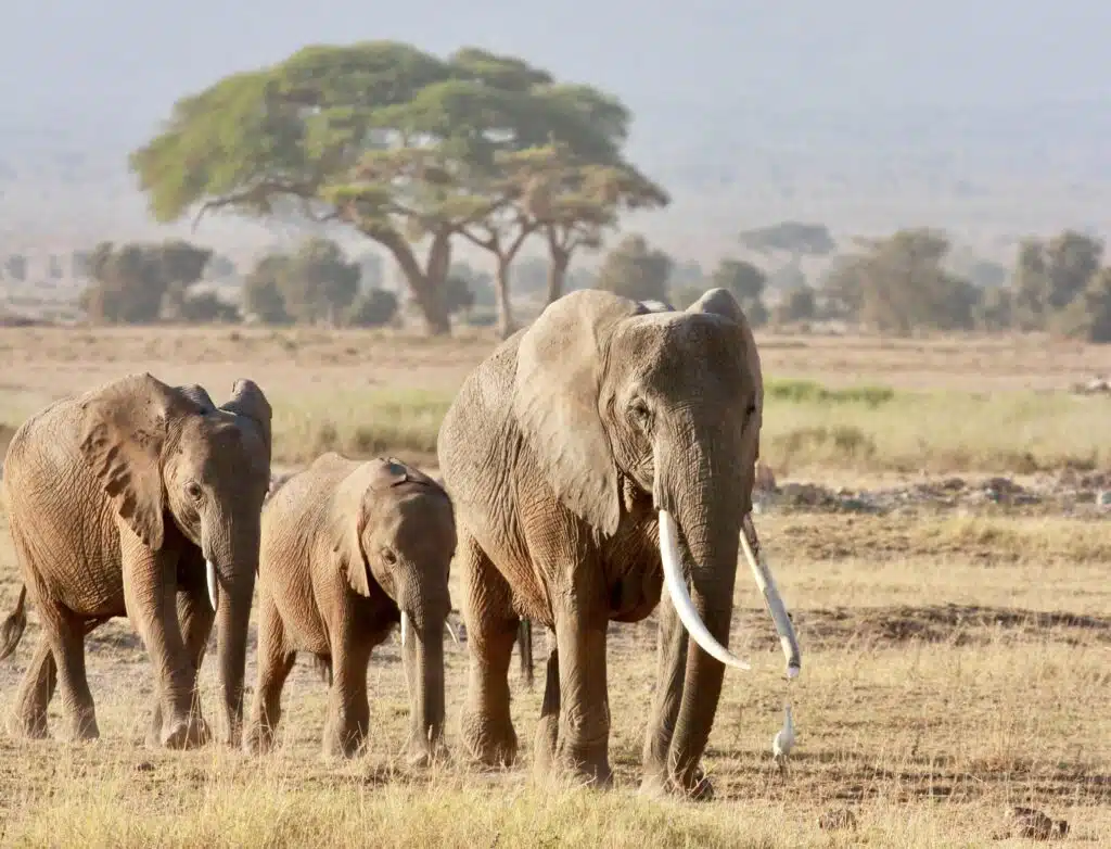 4 Days Best of Amboseli Wildlife