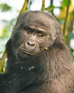 8 Day Wildlife & Gorilla Safari