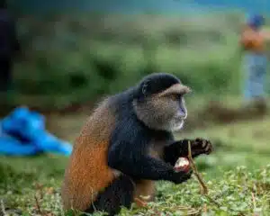 golden monkey tracking