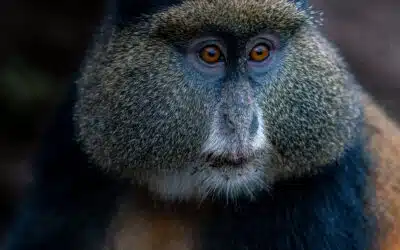 The Only Place to Track Golden Monkeys in Uganda: A Guide to Mgahinga