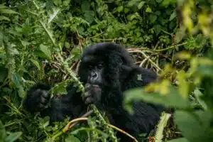 golden monkey tracking
